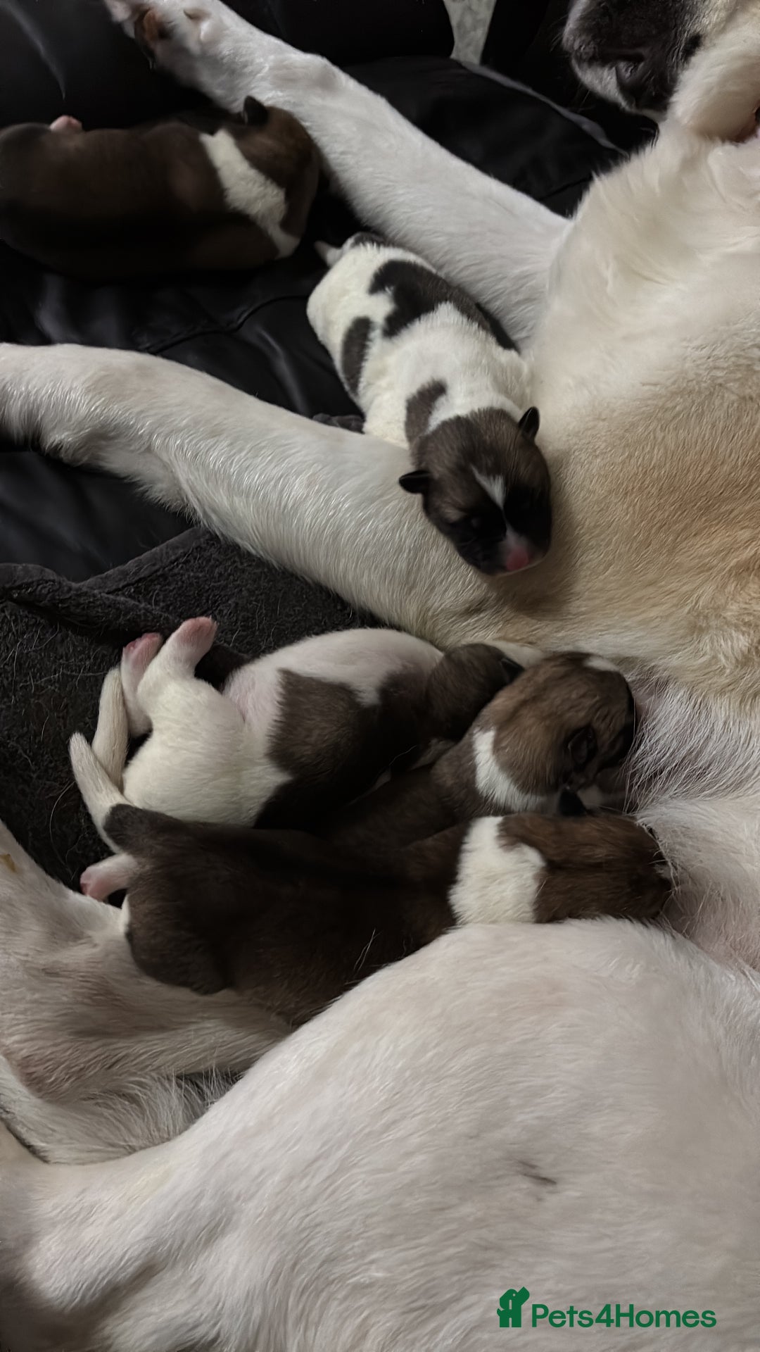 Akita dogs for sale: American akita Female bitches  - Image 24