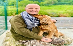Cocker Spaniel dogs for sale: KC Reg Fully Health Tested Showline Cocker Spaniel - Image 39
