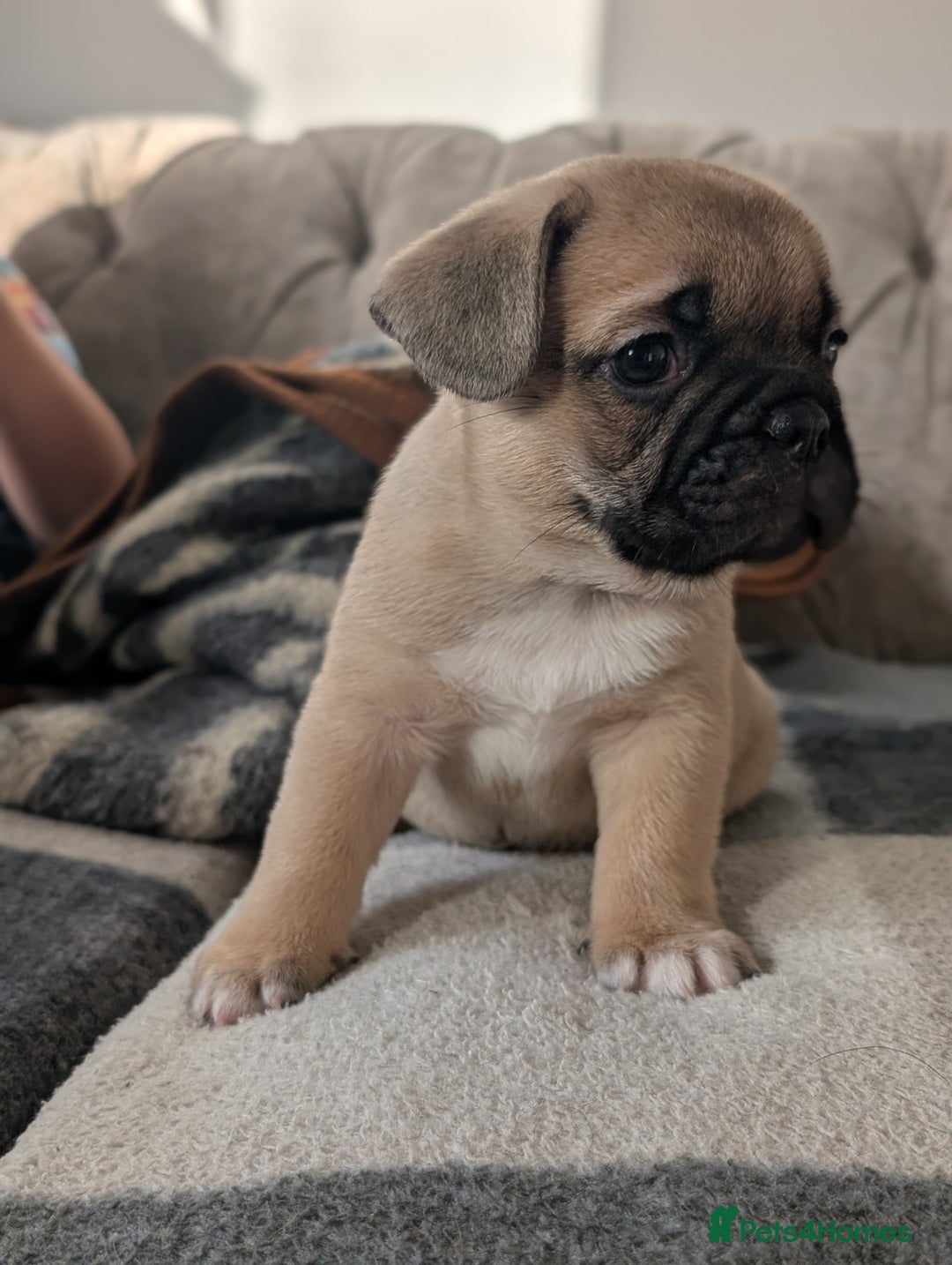French Bulldog dogs for sale: French bulldog puppy's ready to go! - Advert 20