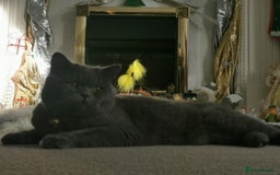 British Shorthair cats for stud: British for stud in Hinckley - Image 9