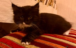 British Longhair cats for sale: Beautiful fluffy black & white kittens for sale - Image 3
