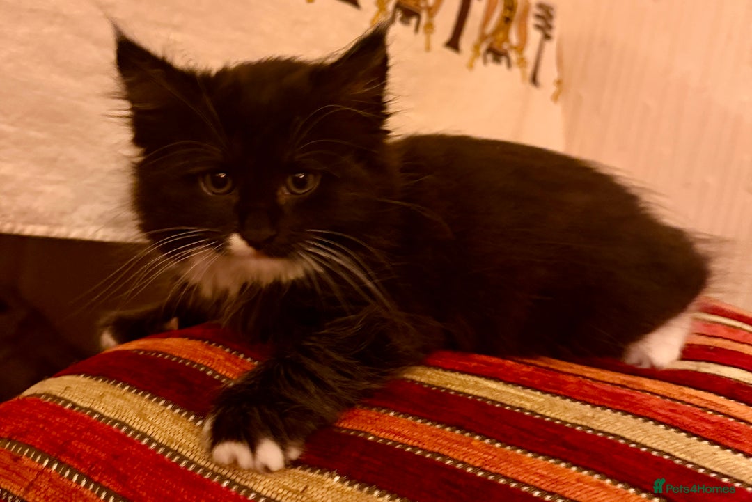 British Longhair cats for sale: Beautiful fluffy black & white kittens for sale - Image 3