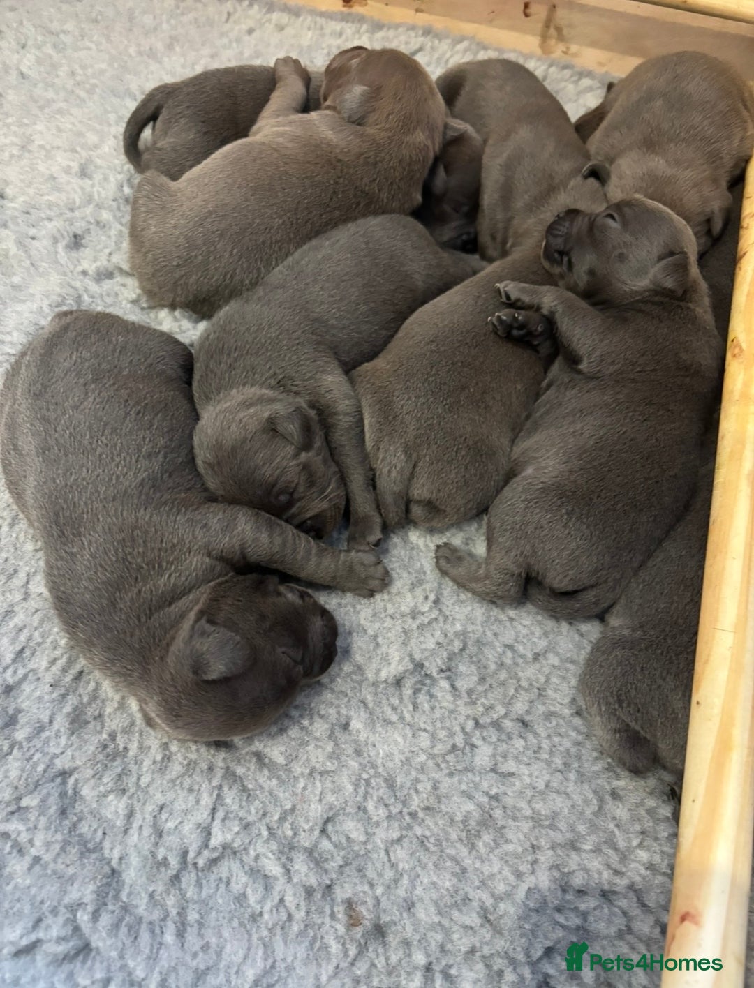 Staffordshire Bull Terrier dogs for sale: 10 Blue BULLSCAFF Staffordshire bull terriers  - Advert 2