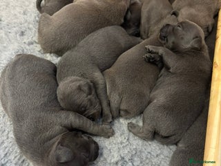 Staffordshire Bull Terrier dogs 10 Blue BULLSCAFF Staffordshire bull terriers - Advert 2