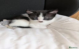 Perdoll cats for sale: Beautiful perdolls  - Image 7