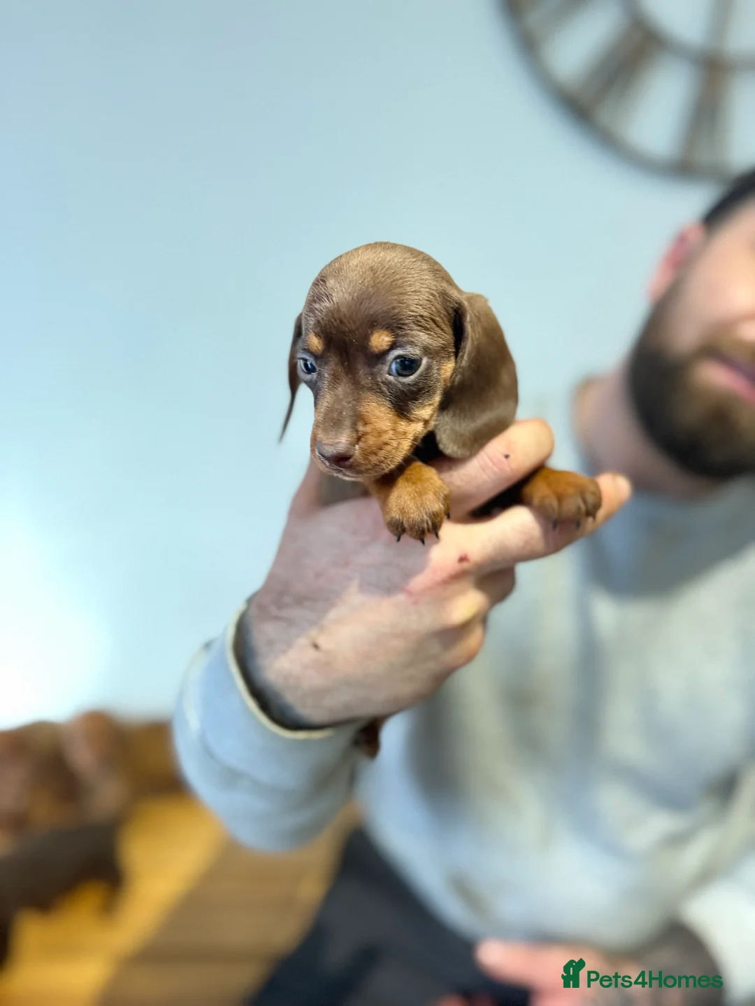 Miniature Dachshund dogs for sale: 4 gorgeous miniature dashaund puppies  - Advert 9