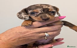 Miniature Dachshund dogs for sale: Miniature dachshund puppies - Image 5