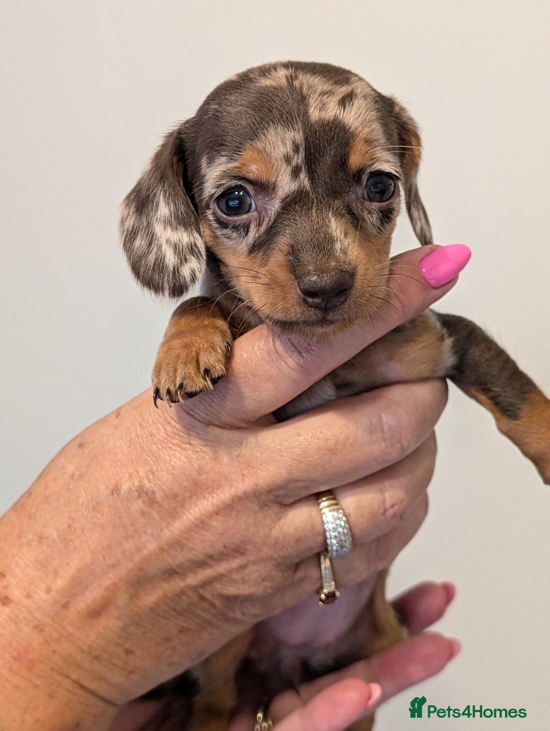 Miniature Dachshund dogs for sale: Miniature dachshund puppies - Image 5