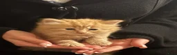 Mixed Breed cats for sale: Fluffy Friendly Male Kitten – Litter Trained💗 in Birmingham - Advert 3