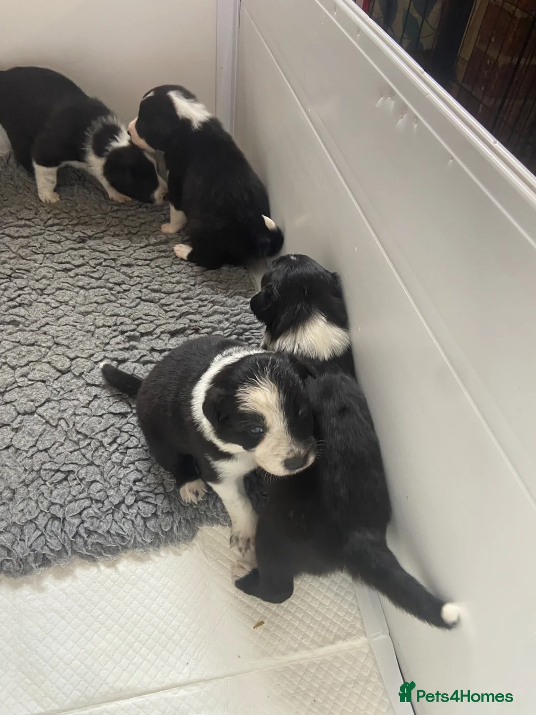 Border Collie dogs for sale: Border collies pups. Parents ISDS registered - Advert 2