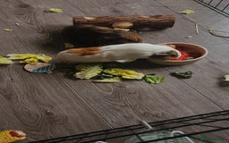 Guinea Pig rodents for sale: 2 male guinea pigs  - Image 2