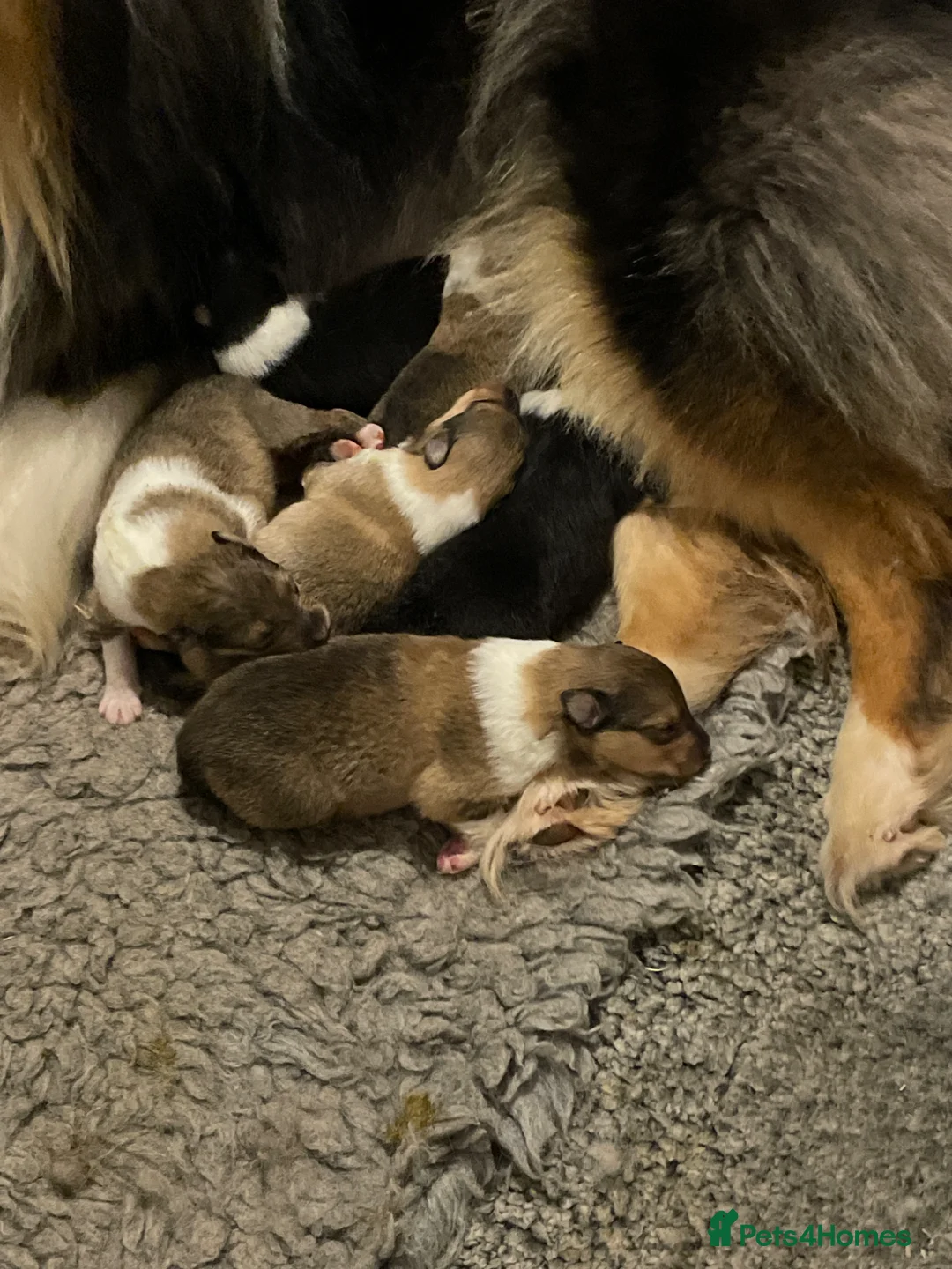 Rough Collie dogs for sale: KC Registered sable and white rough collie - Advert 3