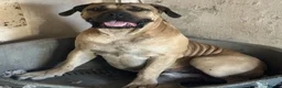Boerboel dogs for sale: 2 gorgeous Boerboel girls ready now!! - Advert 19