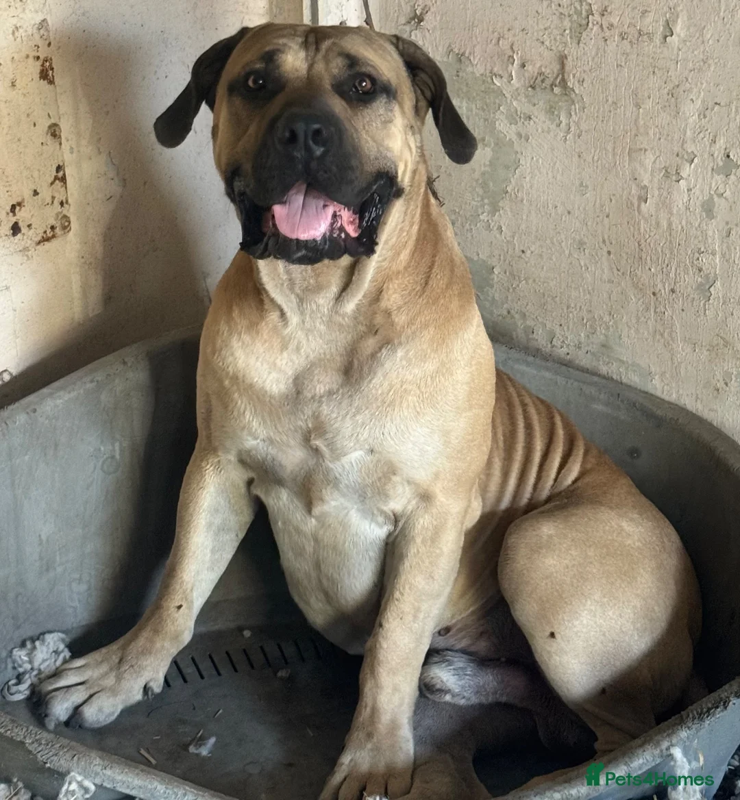 Boerboel dogs for sale: 2 gorgeous Boerboel girls ready now!! - Advert 19