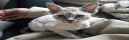 Devon Rex cats for sale: Devon Rex💕Blue Point Lynx Girl🩷 - Advert 26