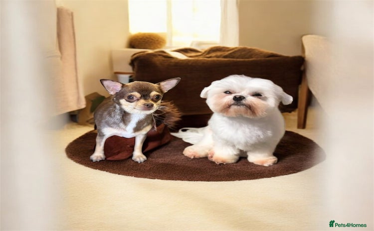 Mixed Breed dogs - Advert 3