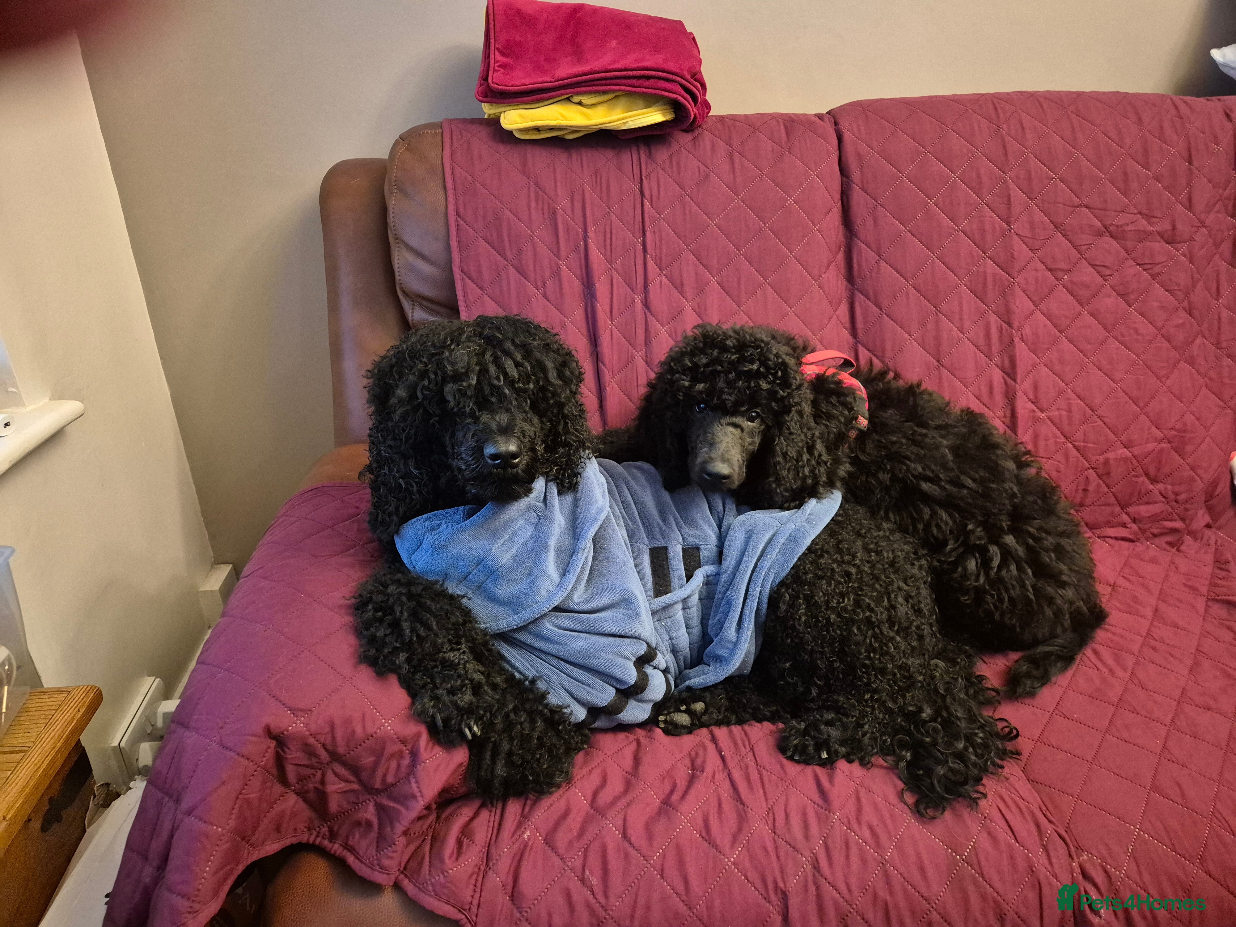 Standard Poodle dogs outstanding litter of standard poodle pups - Advert 1