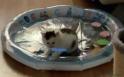 British Shorthair cats for sale: Ready for a loving home now  - Image 21