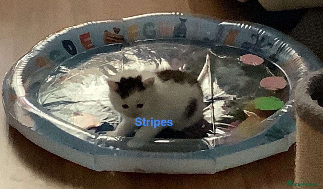 British Shorthair cats for sale: Ready for a loving home now  - Image 21
