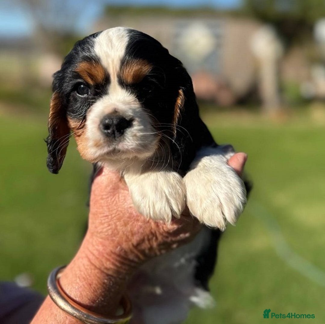 Cavalier King Charles Spaniel dogs for sale: Gorgeous pure Cavalier King Charles Spaniel Pup - Image 2