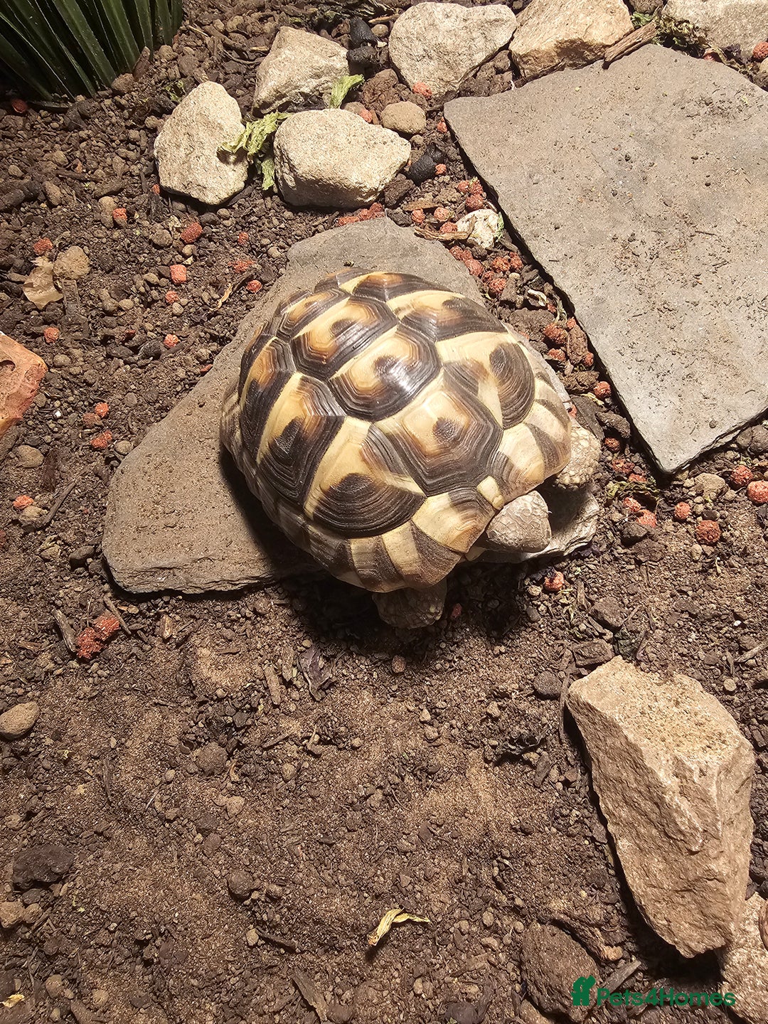 Hermann Tortoise reptiles for sale: 2 year old Hermann tortoise  - Image 2