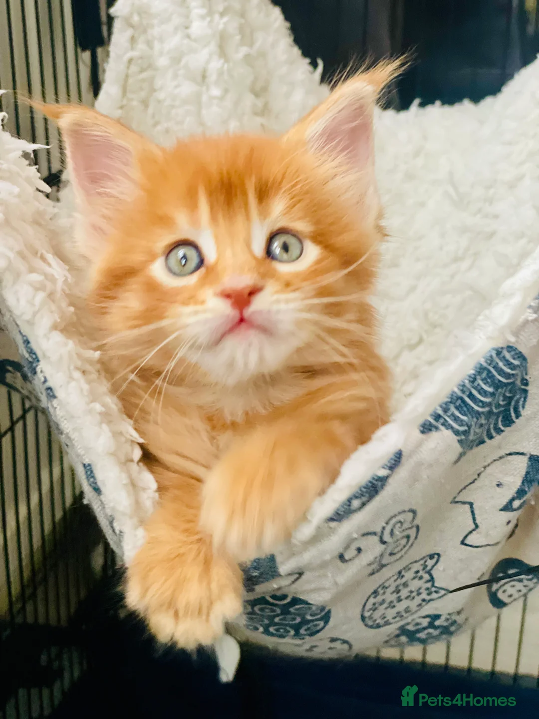 Maine Coon cats for sale: Ginger maine coon kittens- Little suns( 23.12.25) - Advert 5