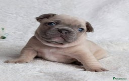 French Bulldog dogs for sale: ADORABLE FRENCH BULLDOG PUPPIES READY SOON! - Image 5