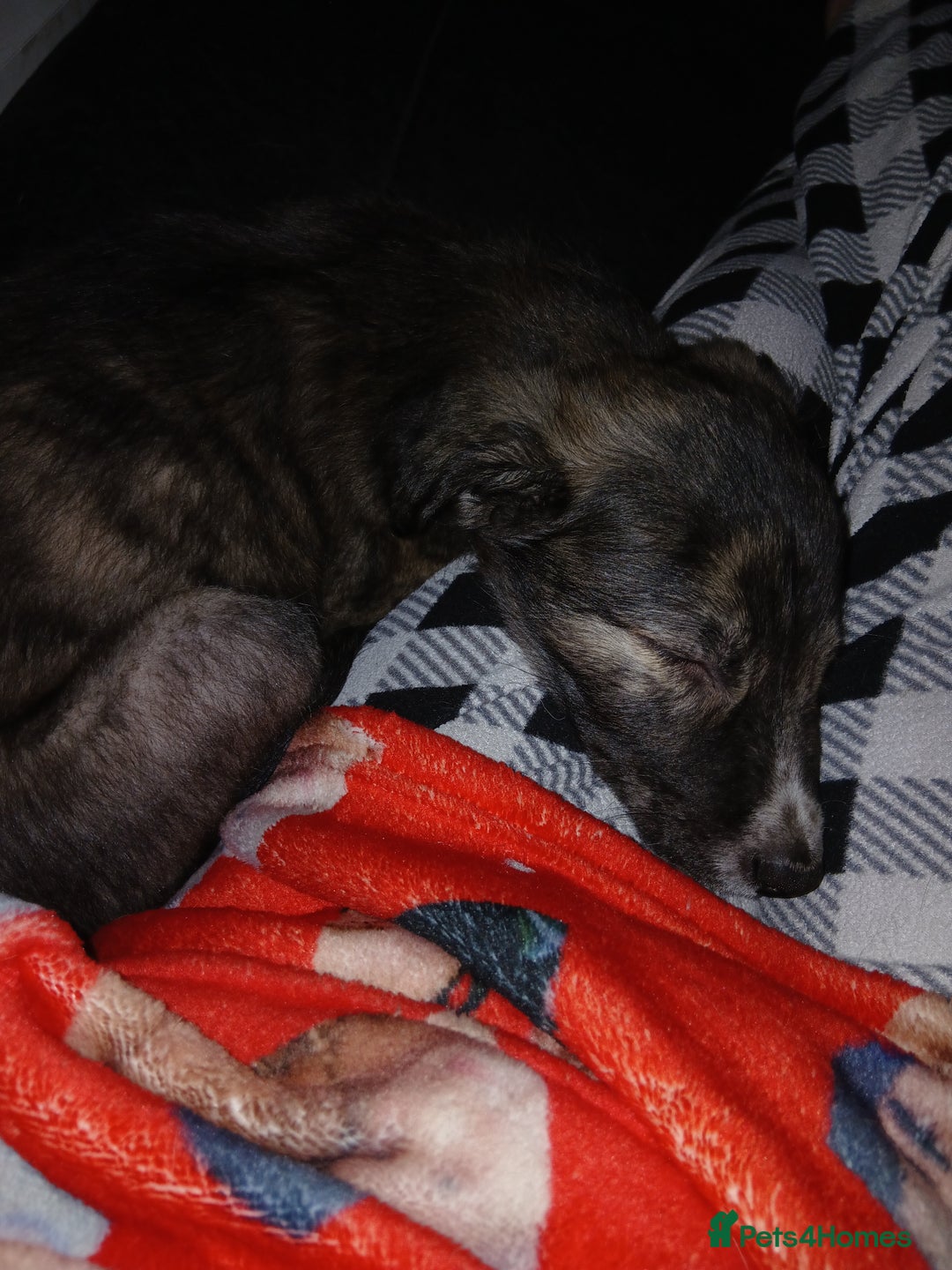 Lurcher dogs for sale: Female lurcher 14 weeks  - Advert 6