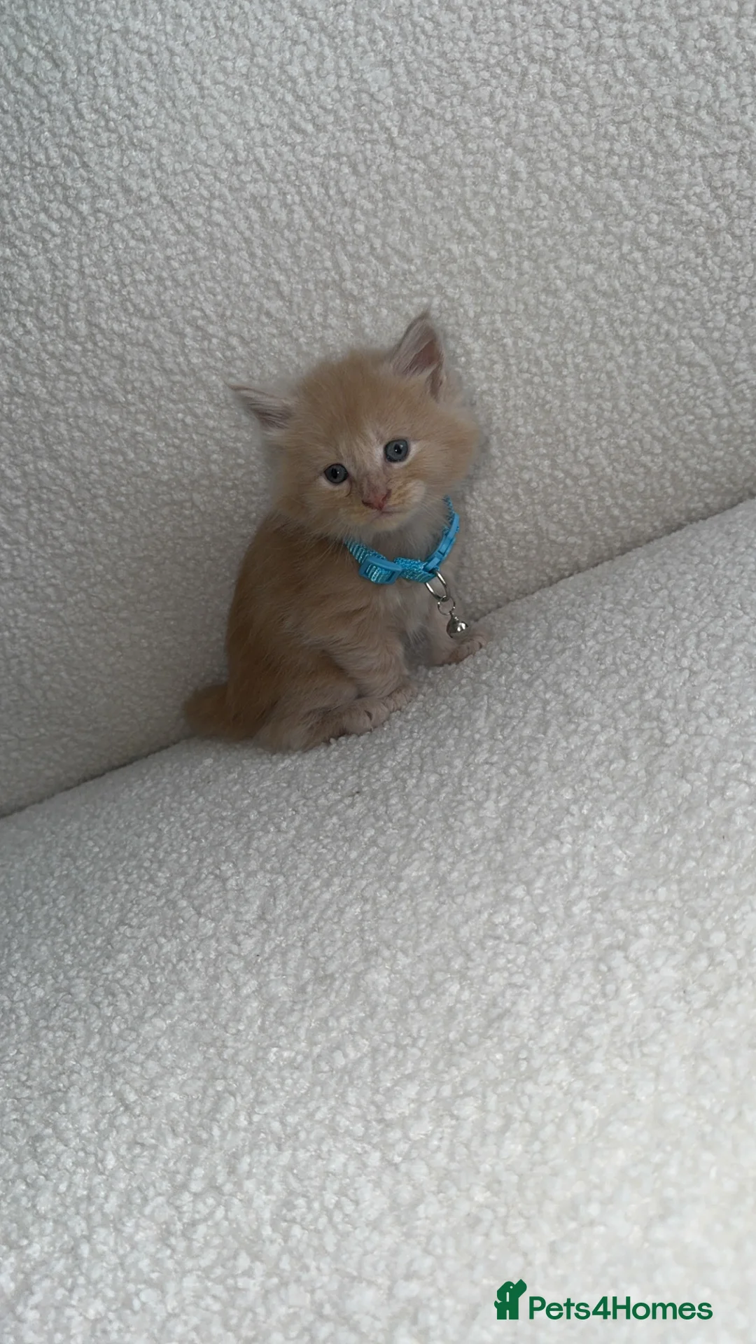 Maine Coon cats for sale: Maincoon kittens  - Advert 2