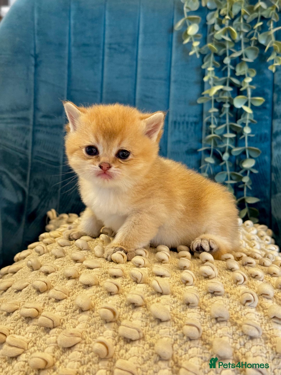 British Shorthair cats for sale: 🐾✨ Golden & Silver British Shorthair Kittens ✨🐾 - Image 12