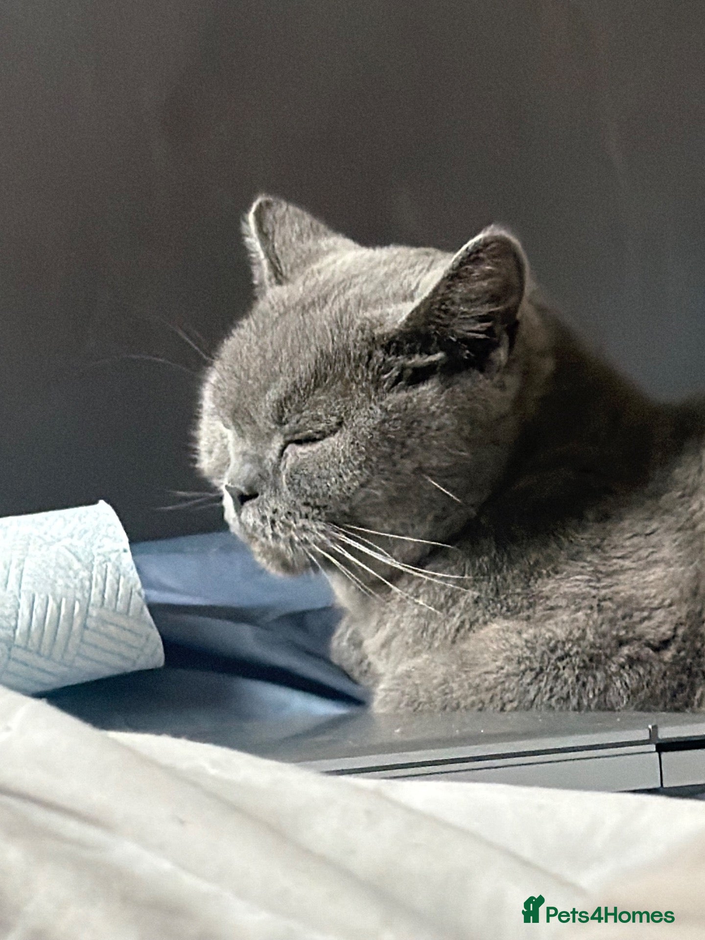 Mixed Breed cats Beautiful mixed British shorthair kittens - Advert 1