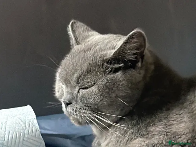 Mixed Breed cats for sale: Beautiful mixed British shorthair kittens - Advert 15
