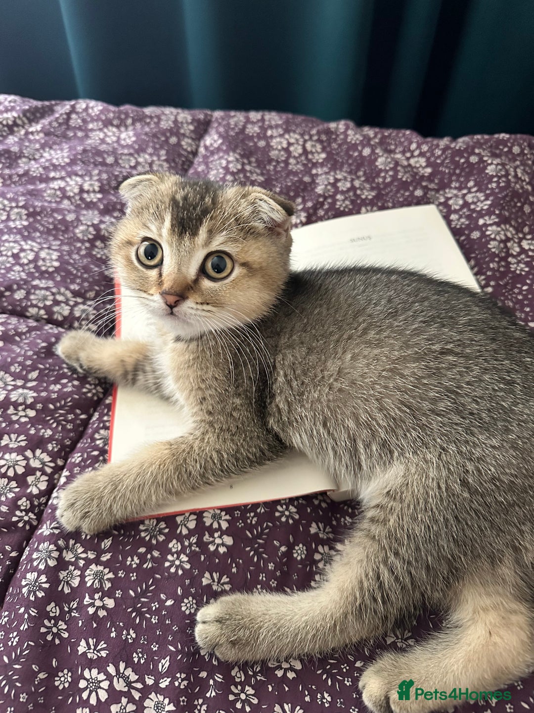Scottish Fold cats for sale: Scottish fold 1 year old  - Advert 5