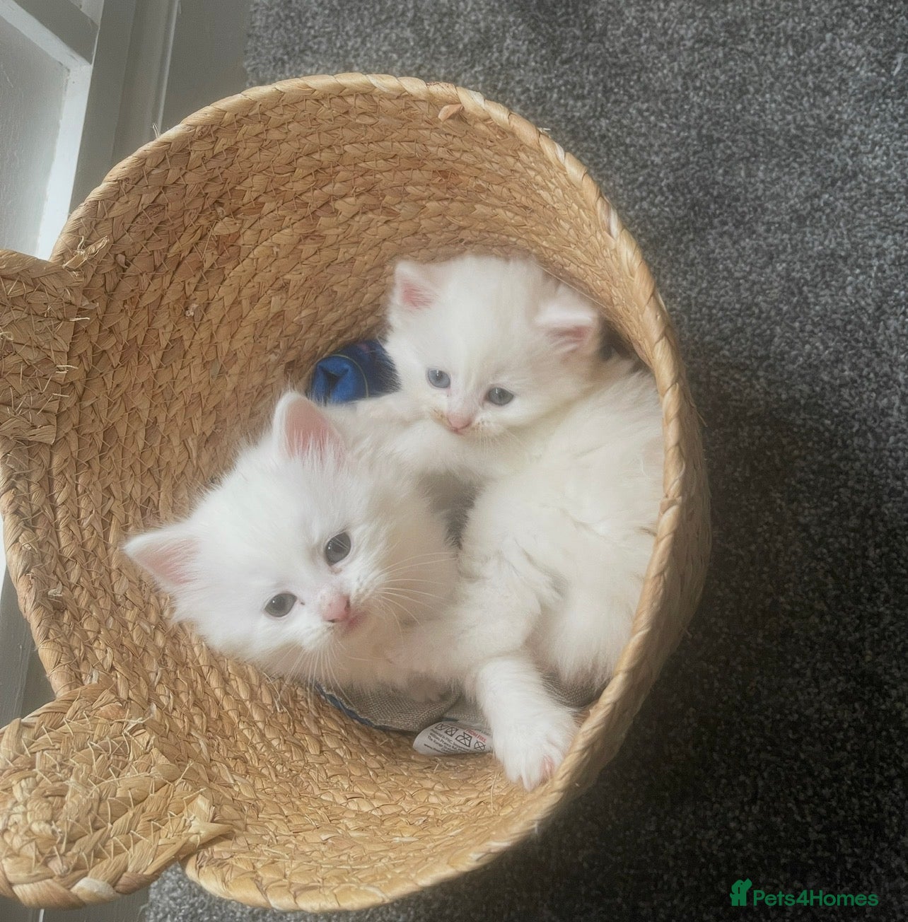 Turkish Angora cats 4 beautiful Turkish angoras  - Advert 4