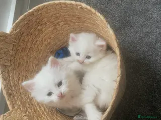 Turkish Angora cats 4 beautiful Turkish angoras - Advert 15
