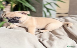 Pug dogs for sale: Adorable Pug x Pomeranian Puppies, Ready Today. - Image 8
