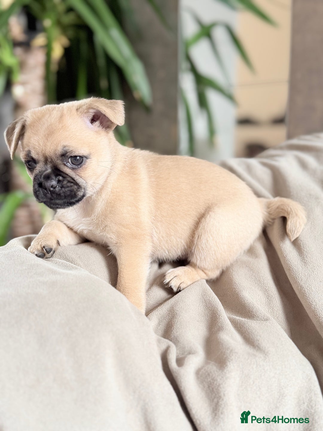 Pug dogs for sale: Adorable Pug x Pomeranian Puppies, Ready Today. - Image 8