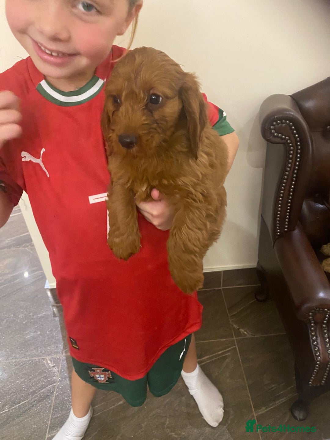 Cockapoo dogs for sale: Ready to leave cockerpoos  - Advert 8