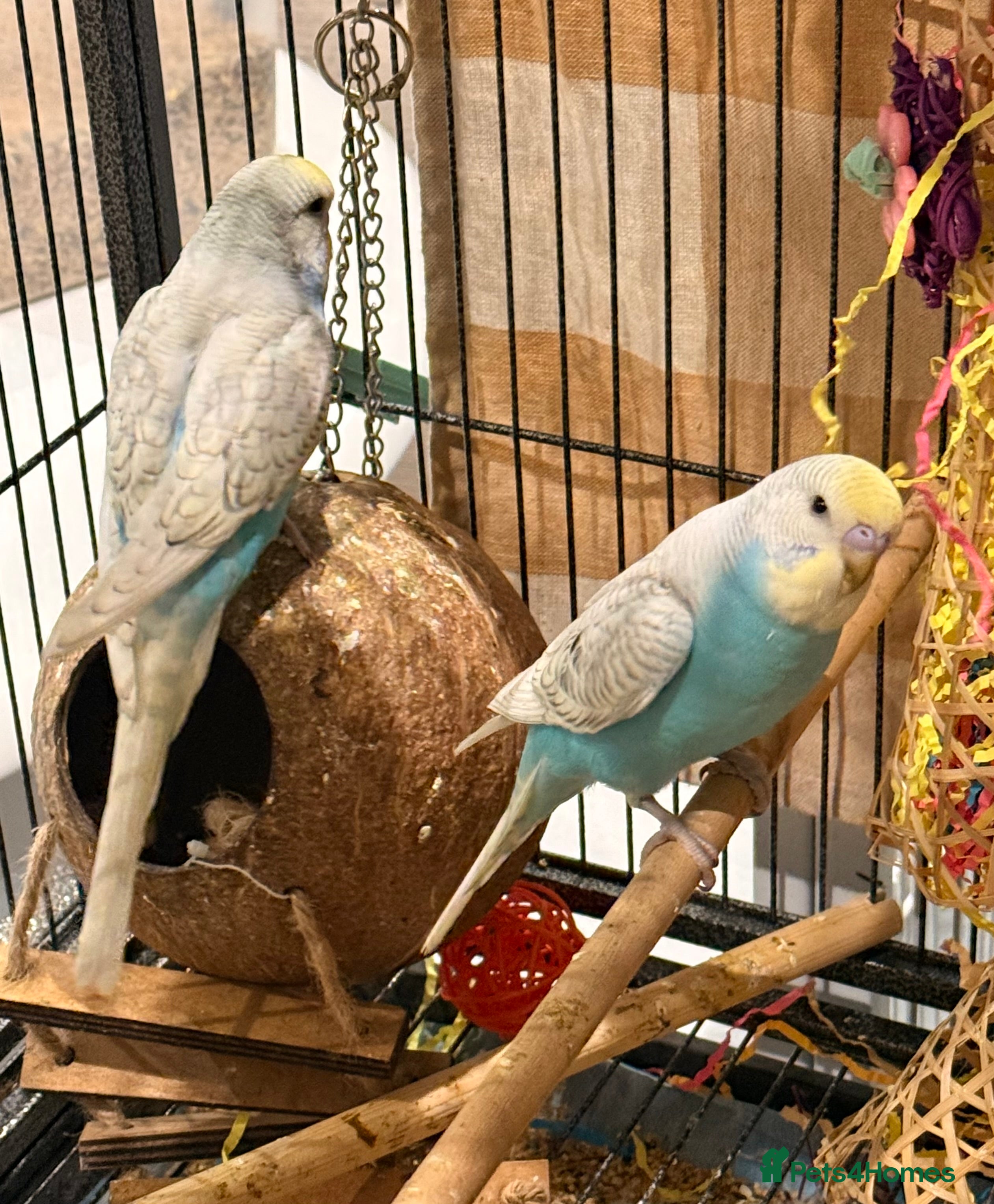 Budgerigars birds pair of beautiful budgies 10 weeks old   - Advert 18