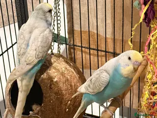 Budgerigars birds pair of beautiful budgies 10 weeks old - Advert 18