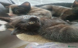 Domestic Shorthair cats for sale: Beautiful Domestic Short-haired kittens - Image 1