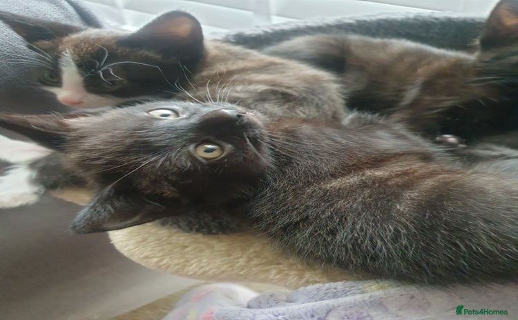 Domestic Shorthair cats - Advert 10