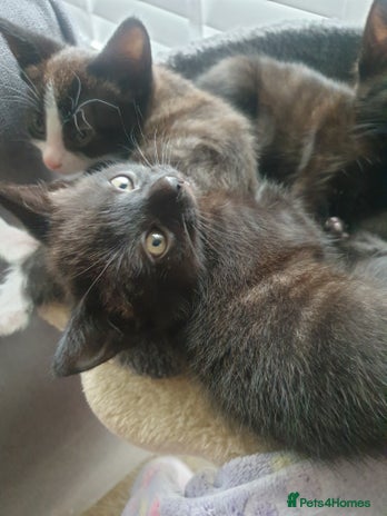 Domestic Shorthair cats - Advert 12