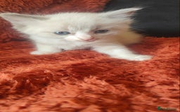 Mixed Breed cats for sale: Ragdoll X russian blue kittens - Image 2