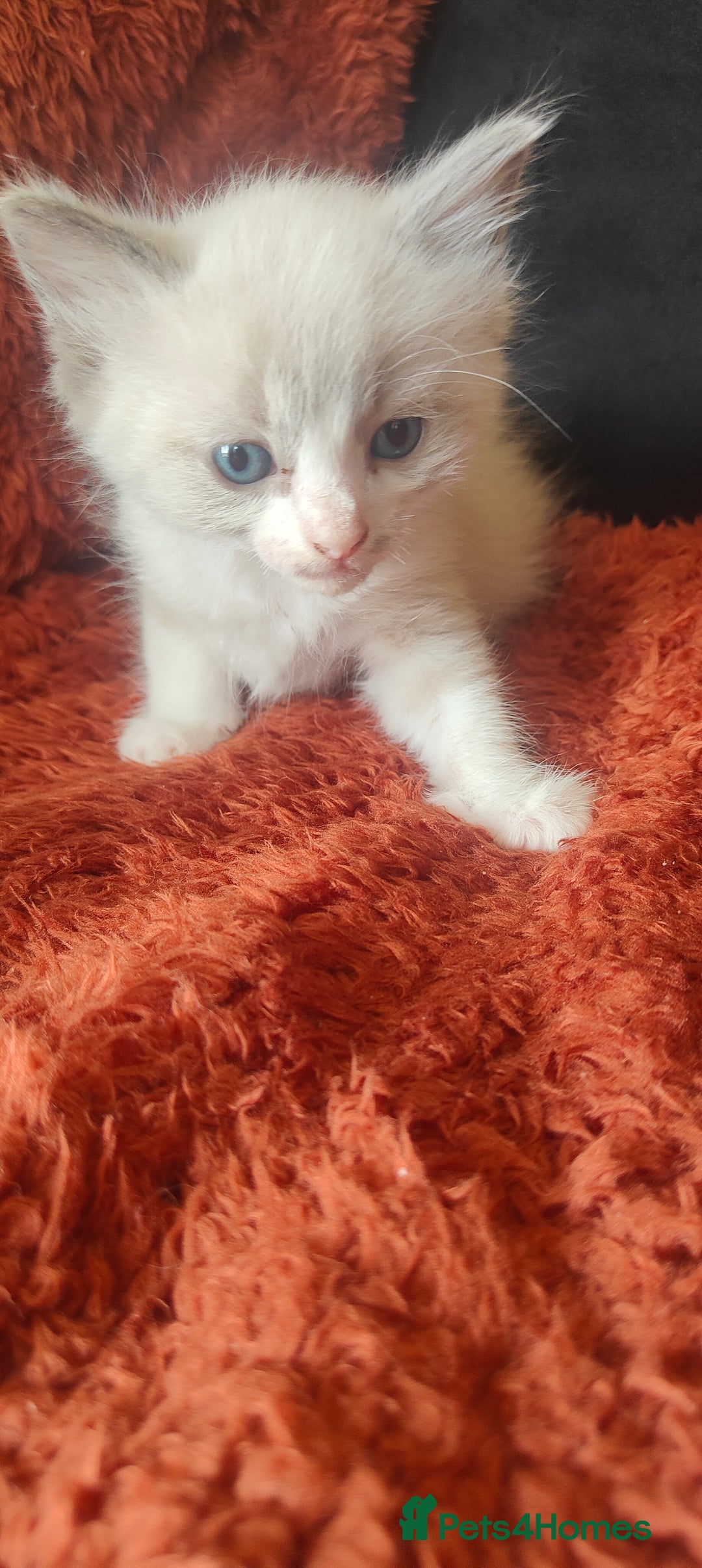 Mixed Breed cats for sale: Ragdoll X russian blue kittens - Image 2