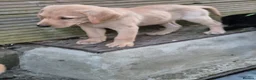 Labrador Retriever dogs for sale: Adorable Labrador puppies for sale - Advert 3