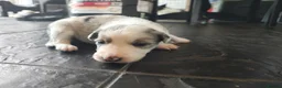 Border Collie dogs for sale: Border collie puppies - Advert 23