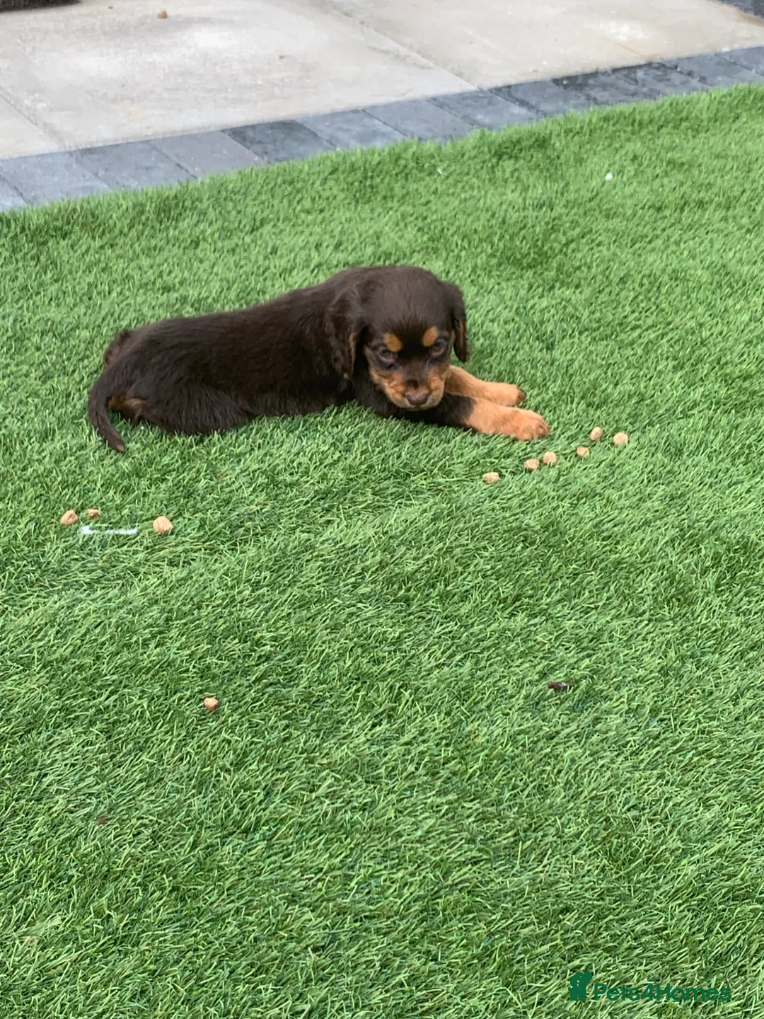 Cocker Spaniel dogs for sale: KC Working cocker spaniel puppies  - Advert 2
