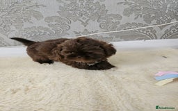 Shih Tzu dogs for sale: SHIH tzu puppies 🐶 outstanding - Image 15