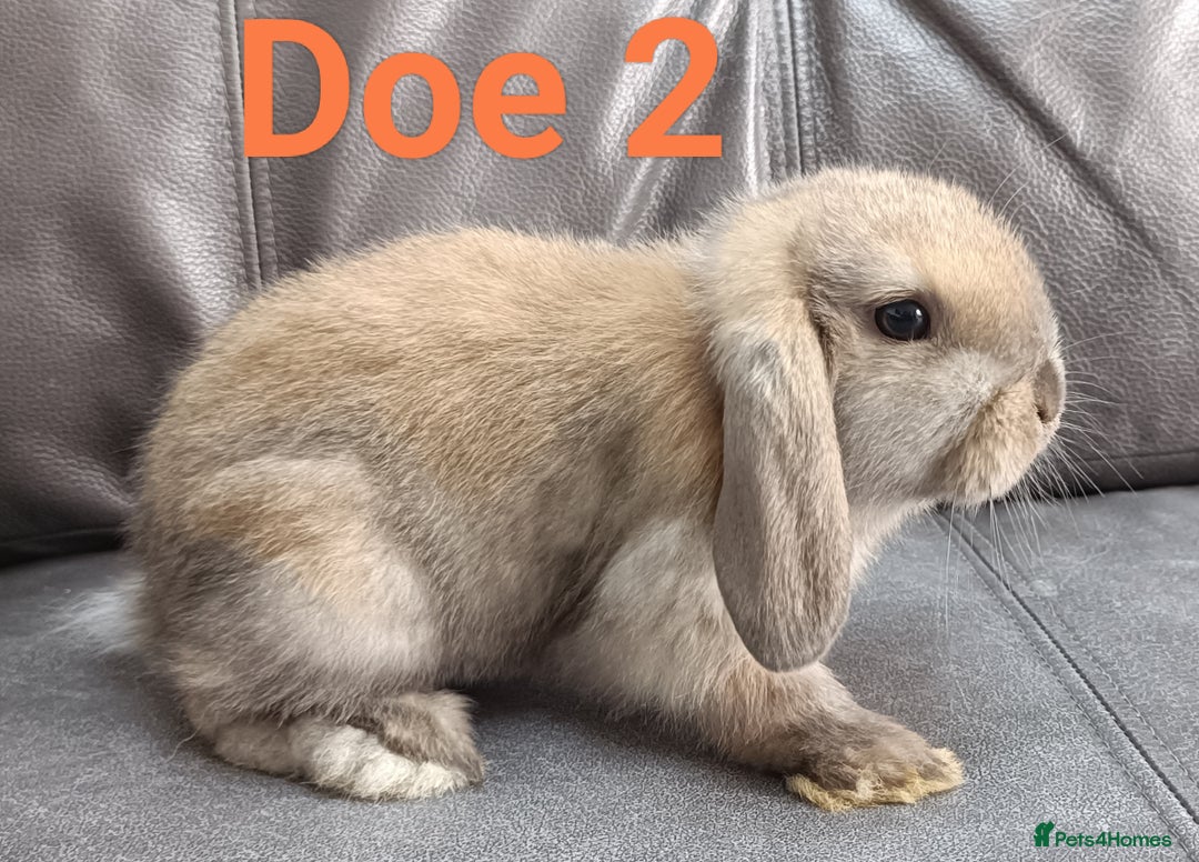 Mini Lop rabbits for sale: 🐰Beautiful mixed litter of Plush x Mini Lop kits - Image 17